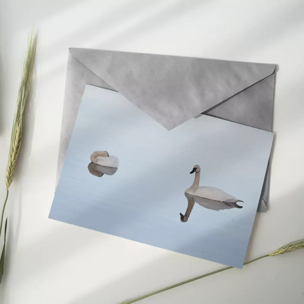 postcard with swans
